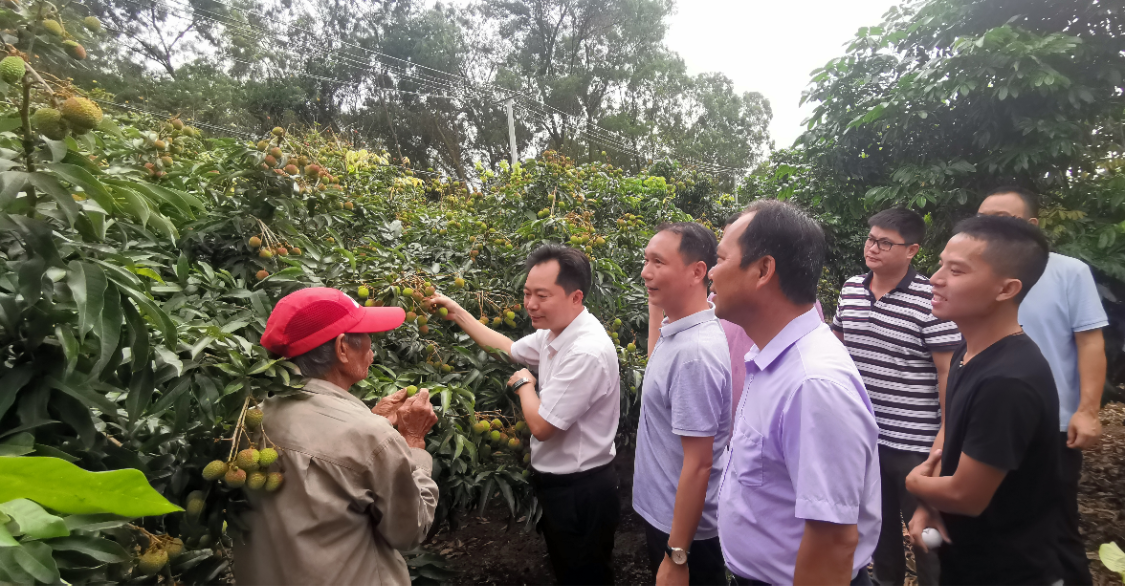 化州楊梅百萬斤荔枝上市，珠海駐鎮幫扶工(gōng)作隊賣果忙